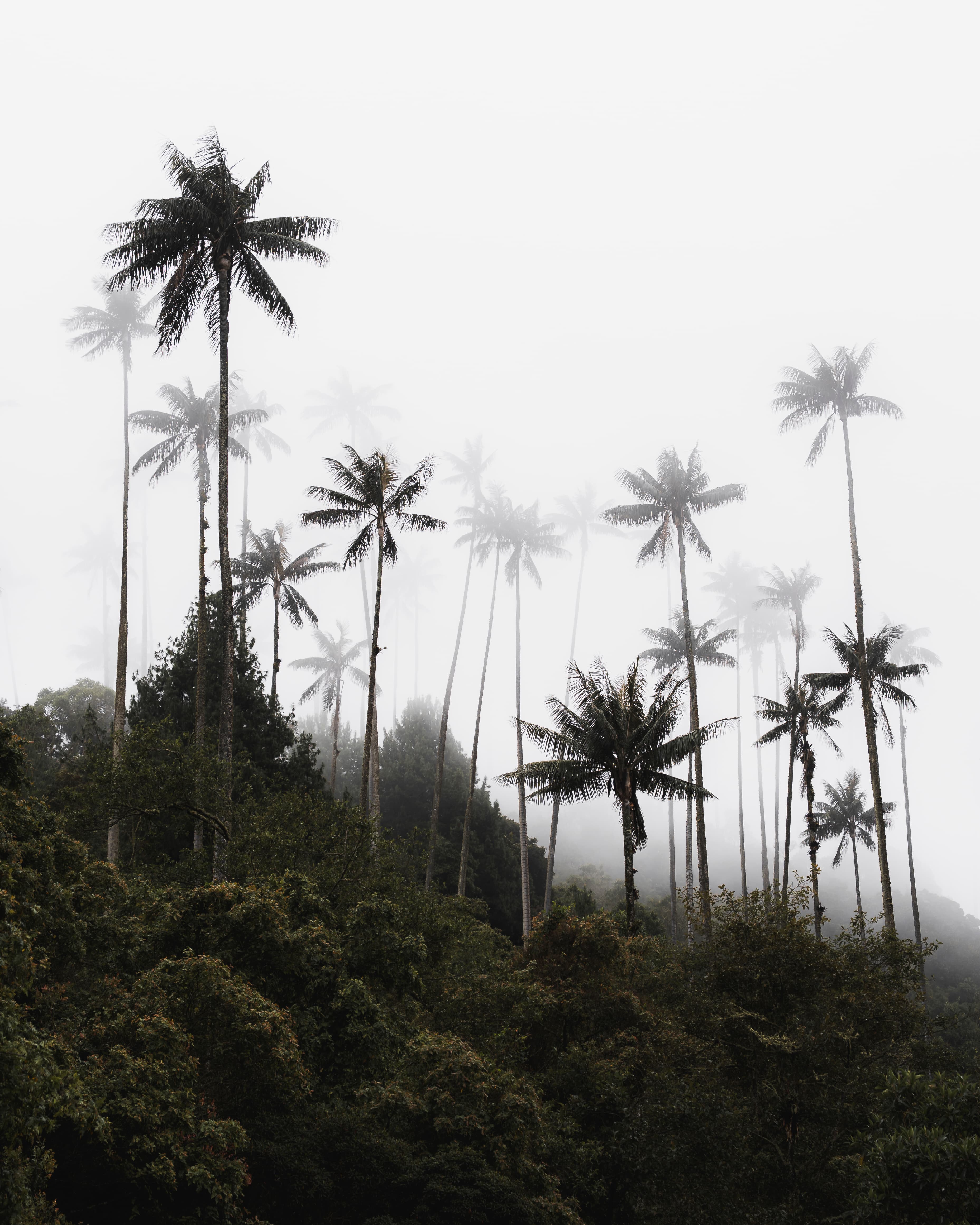 Cocora Palm Trees in the Clouds