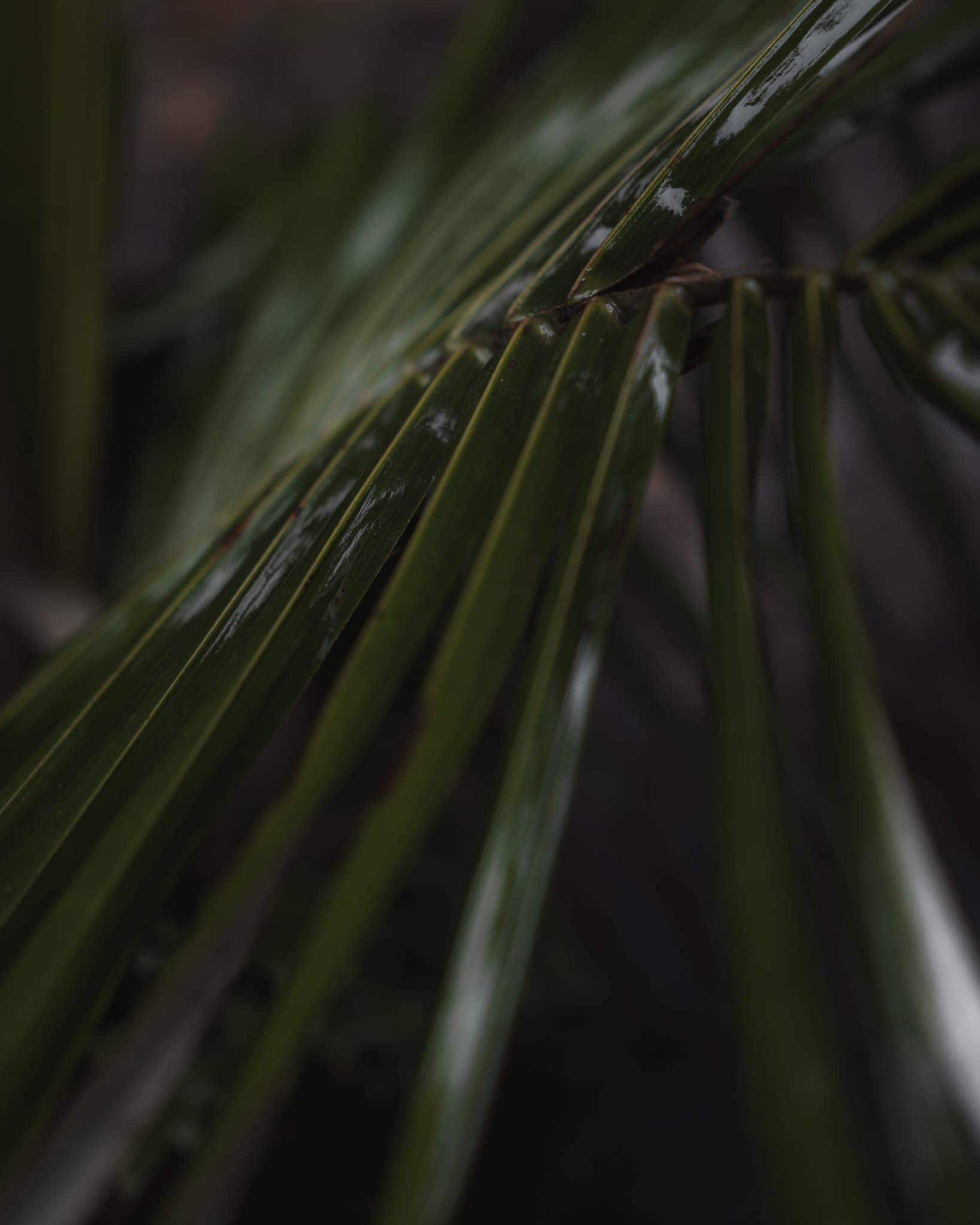Cocora Palm Trees in the Clouds