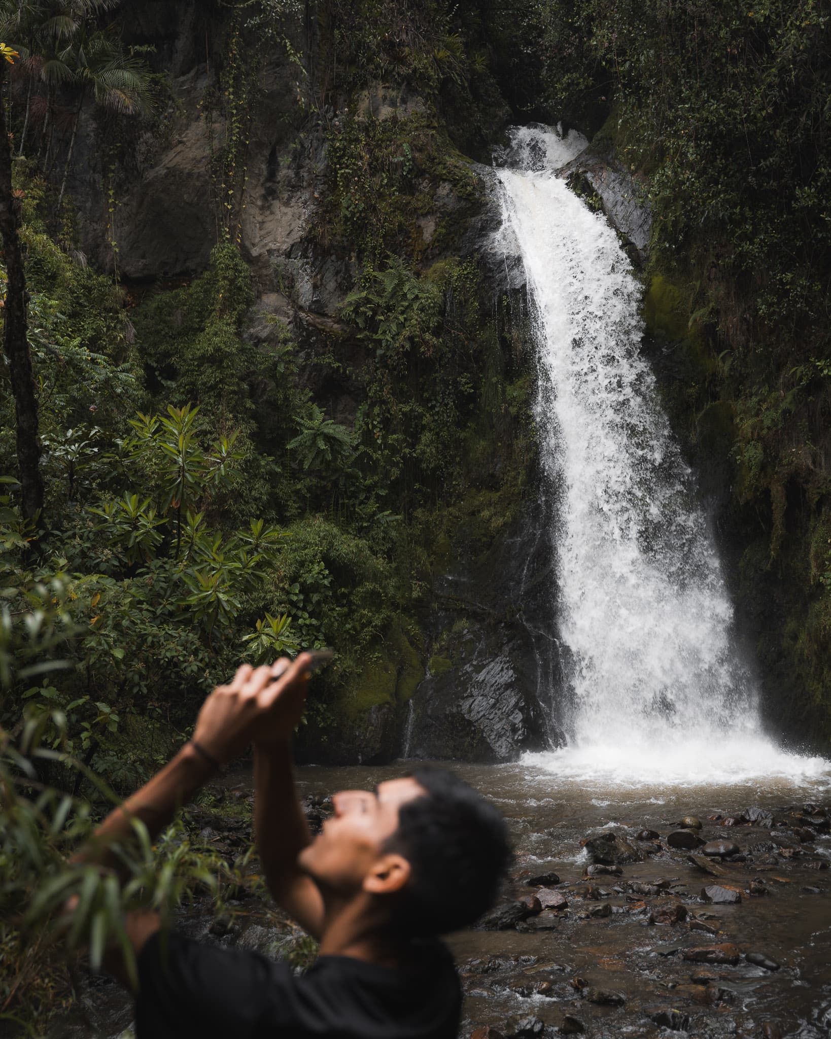 Cocora Palm Trees in the Clouds