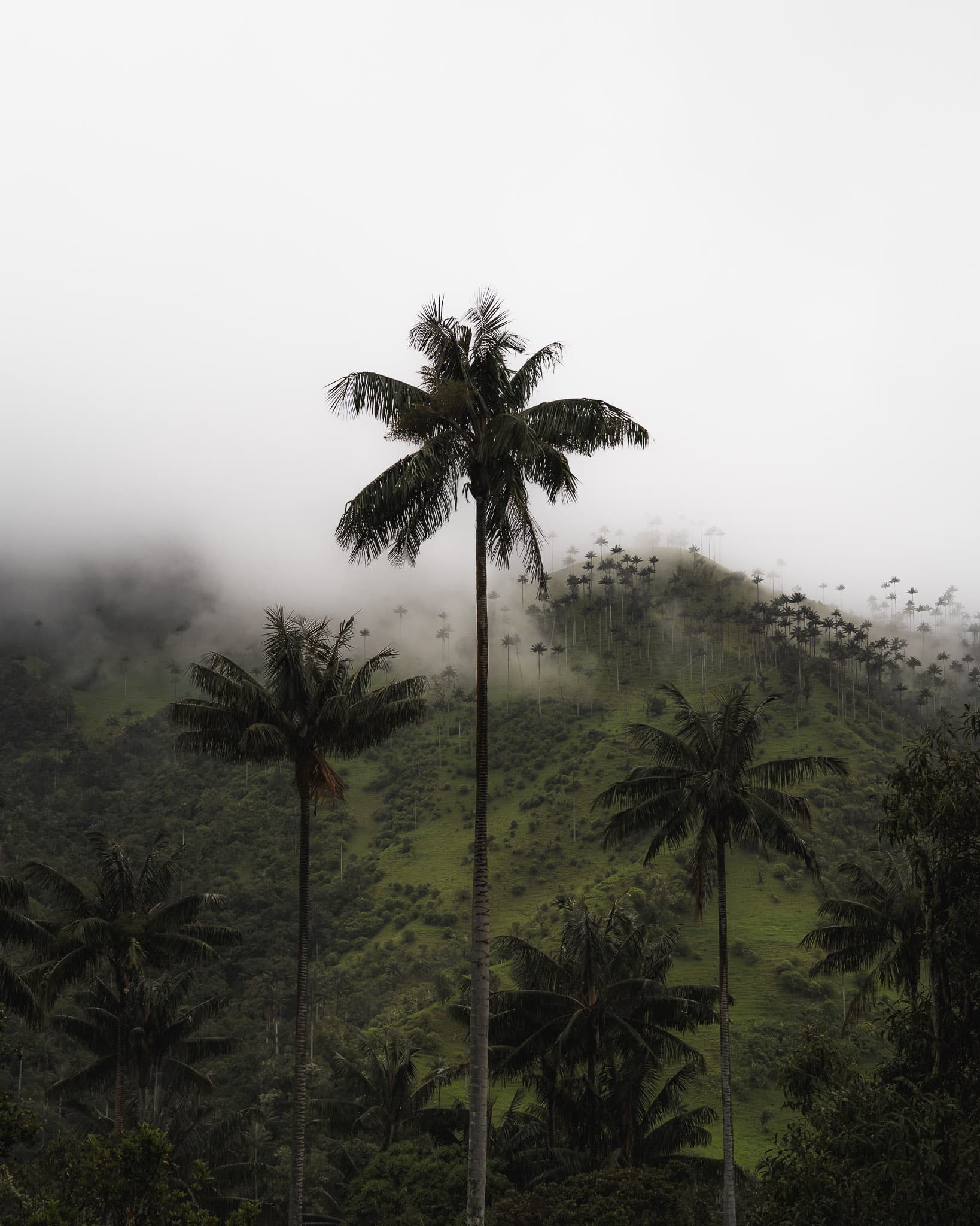 Cocora Palm Trees in the Clouds