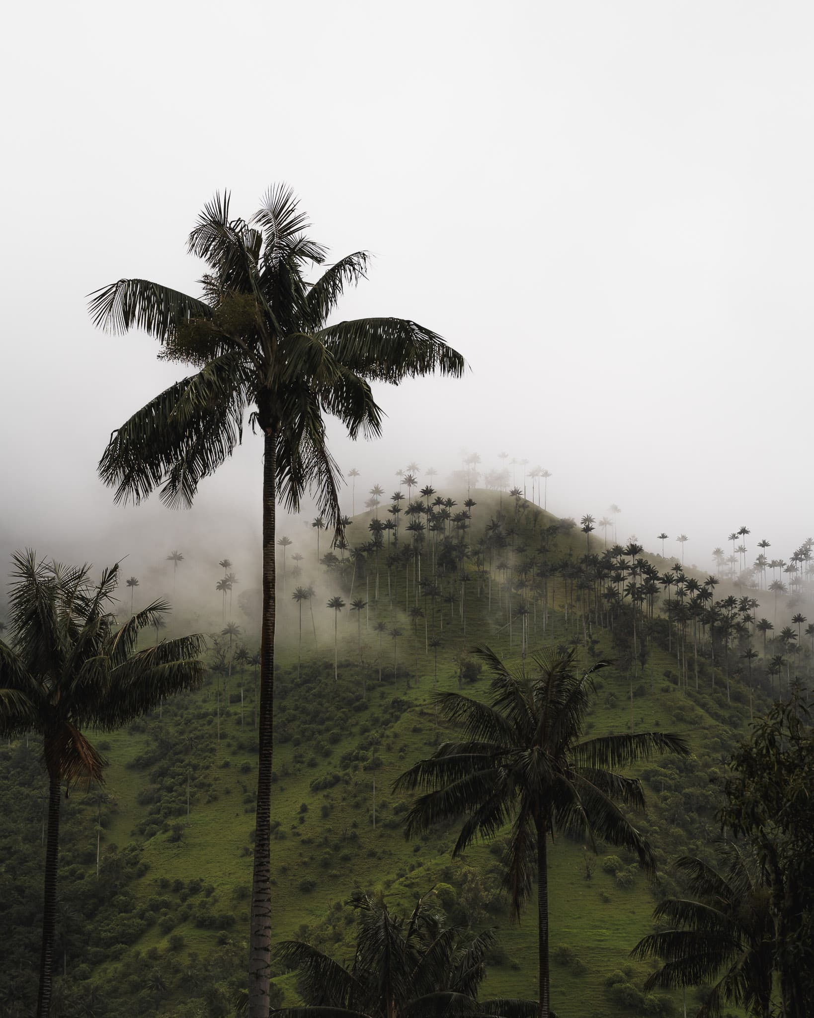 Cocora Palm Trees in the Clouds