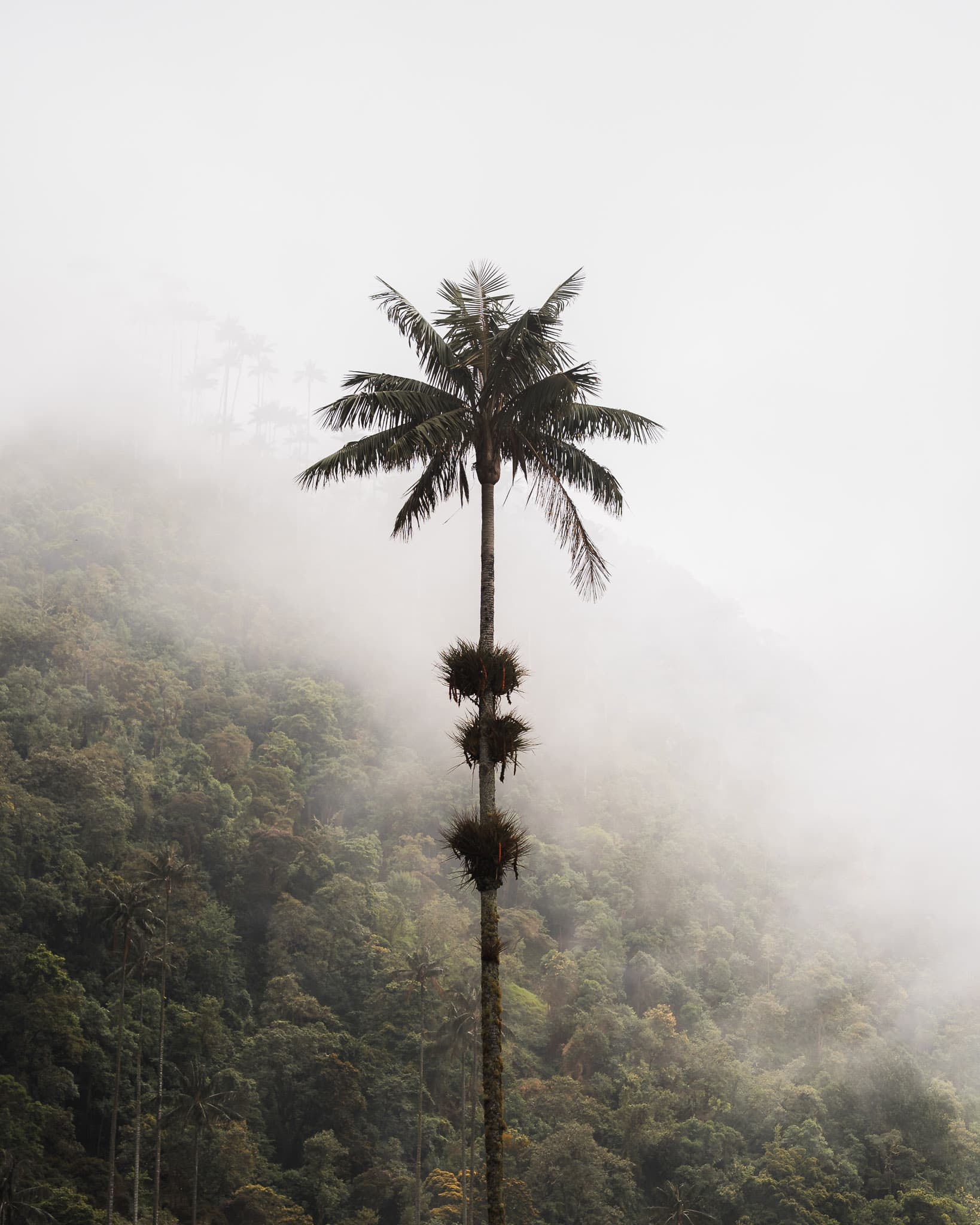 Cocora Palm Trees in the Clouds