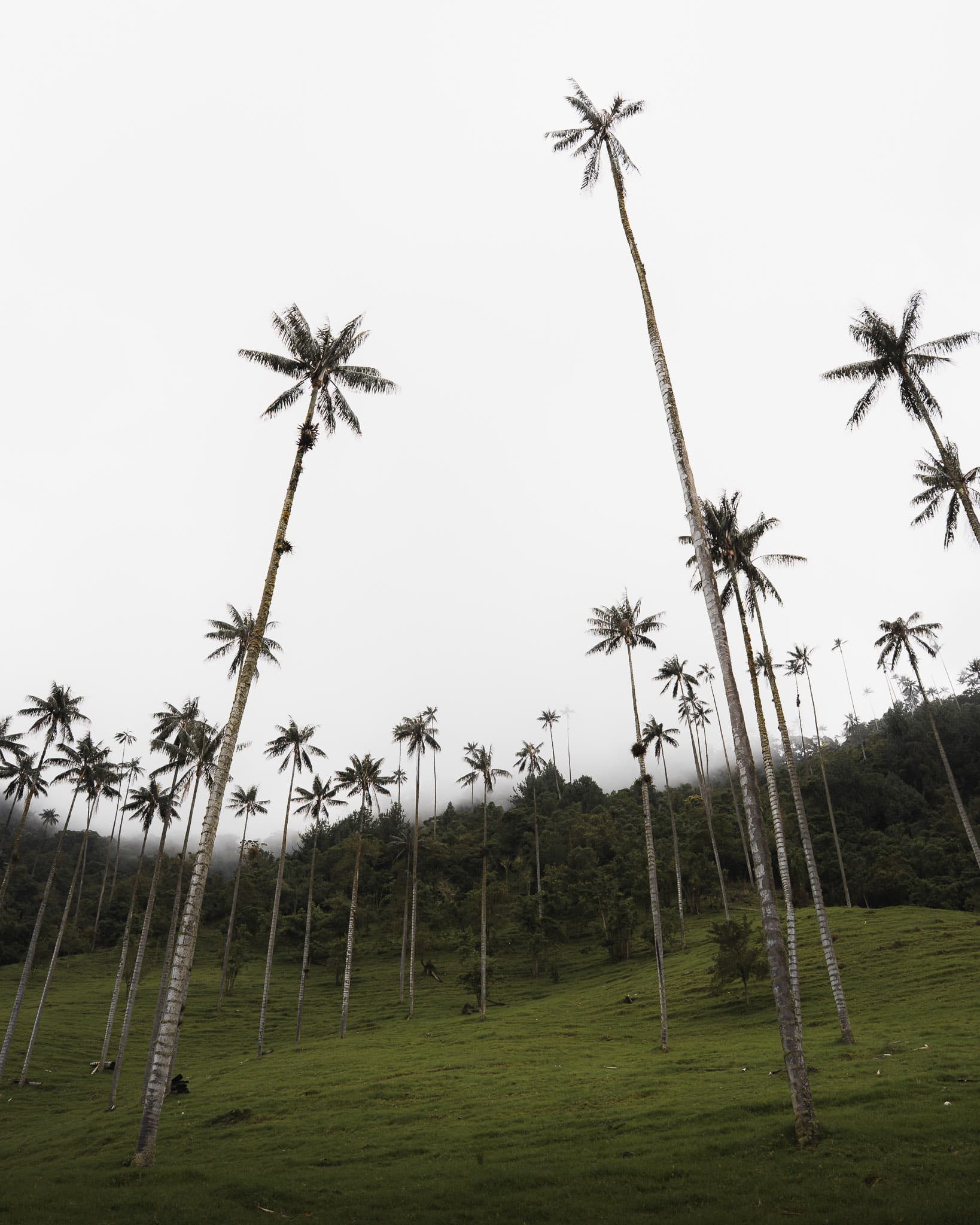 Cocora Palm Trees in the Clouds