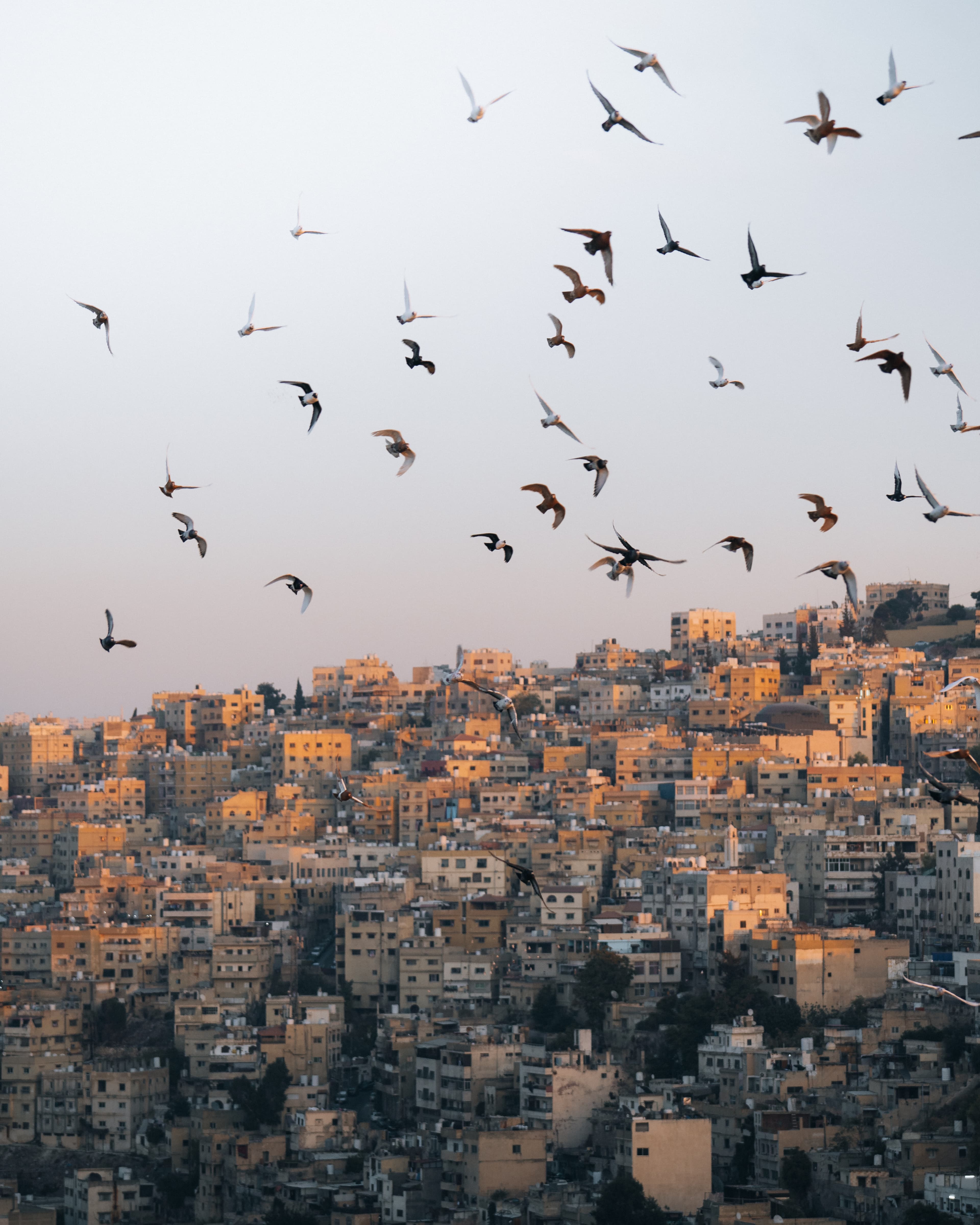 Amman