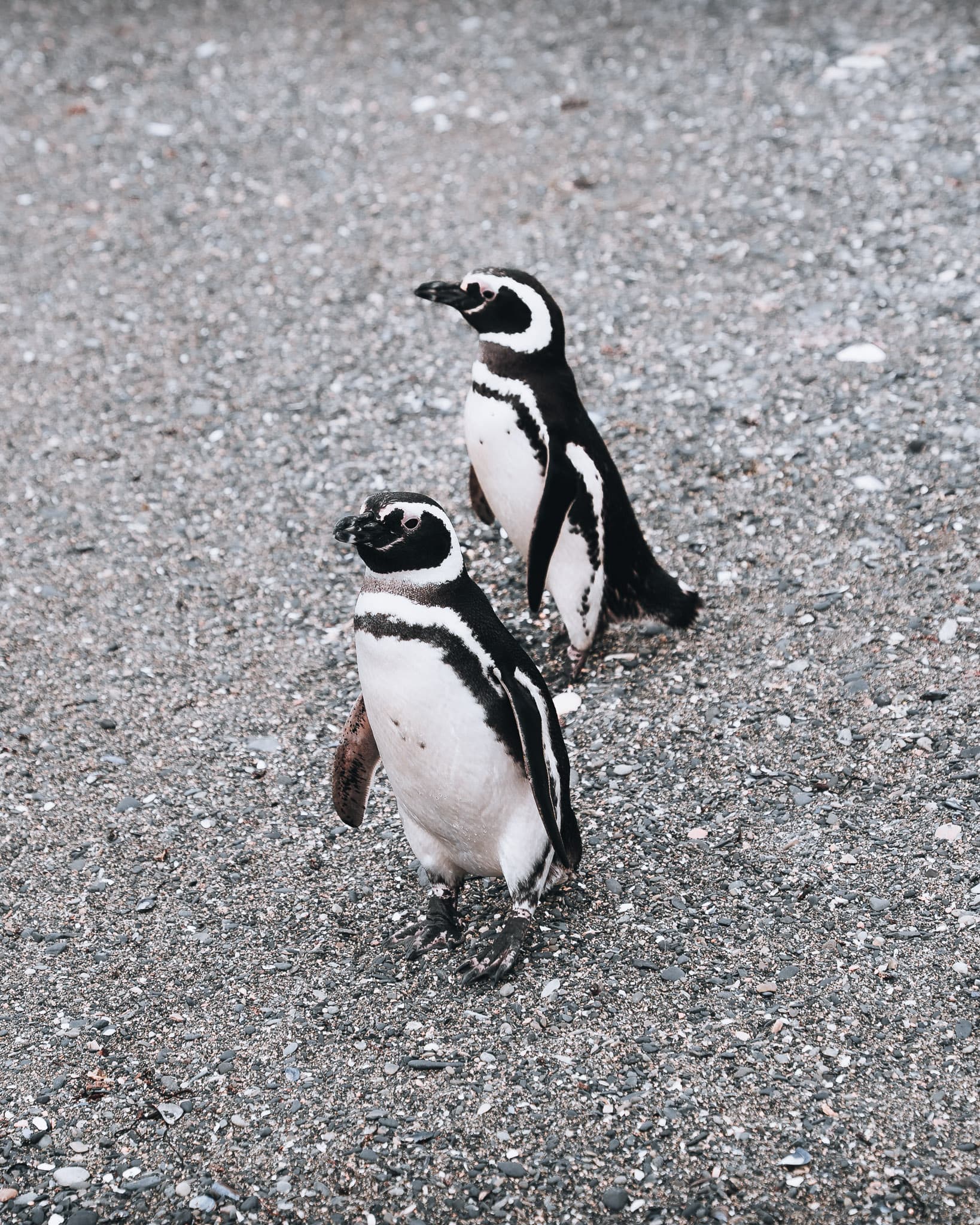 Penguins in Martillo Island, Ushuaia, Argentina