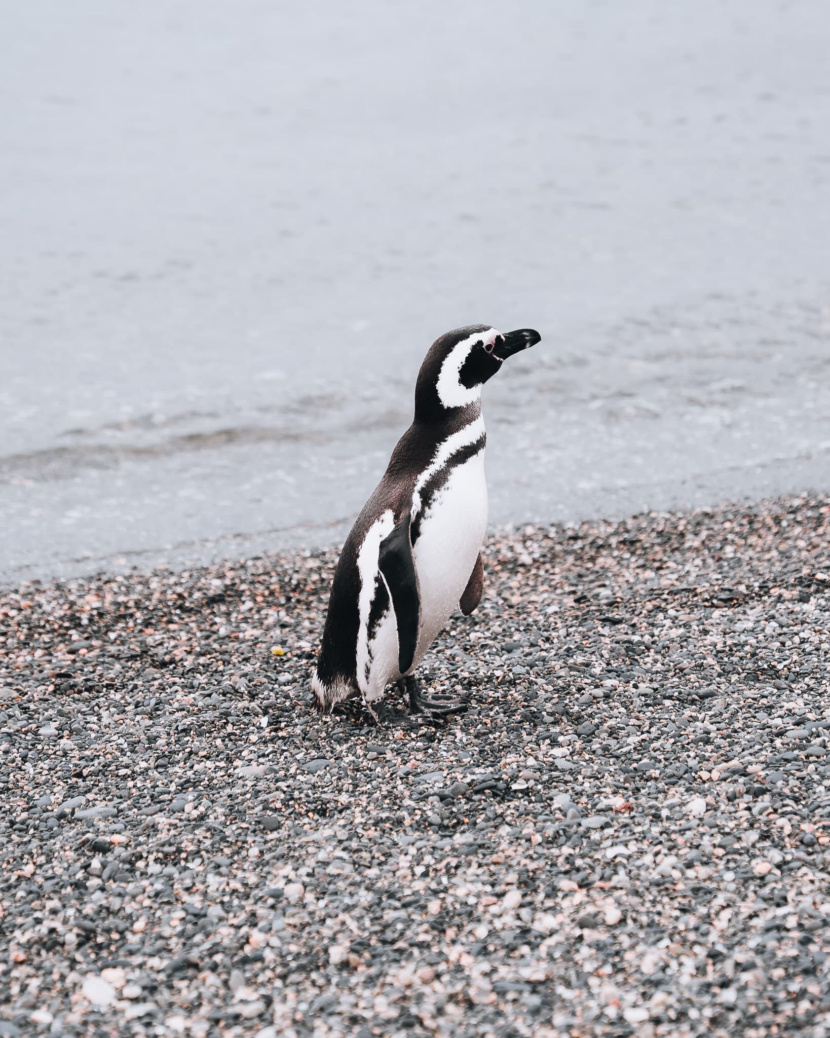 Penguins in Martillo Island, Ushuaia, Argentina